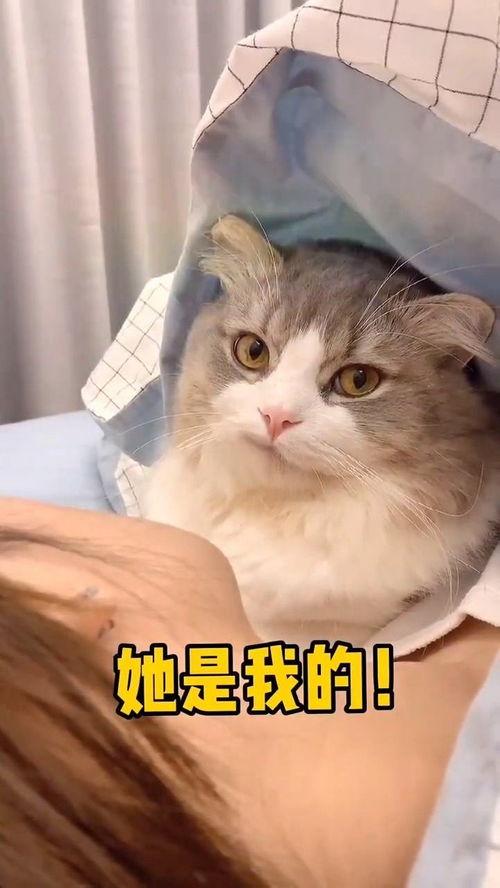 只有我没有猫,揭秘无猫生活的独特魅力