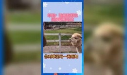 娱乐吃瓜钓鱼,钓鱼揭秘幕后故事